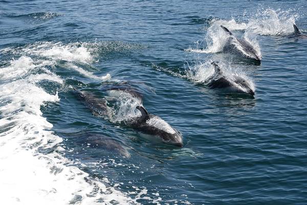 Spirit Bear Lodge - Great Bear Rainforest - Canada - Doets Reizen