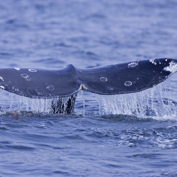 Pacific Rim National Park - Vancouver Island - British Columbia - Canada - Doets Reizen