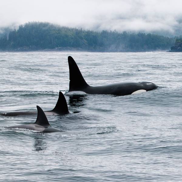 Tofino Whale Watching - Vancouver Island - British Columbia - Canada - Doets Reizen