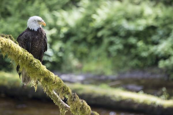 Wildlife British Columbia - Canada - Doets Reizen