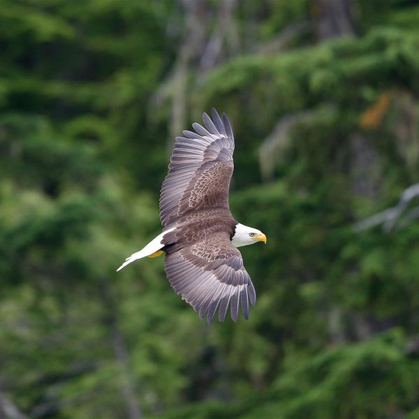 Wildlife - British Columbia - Canada - Doets Reizen