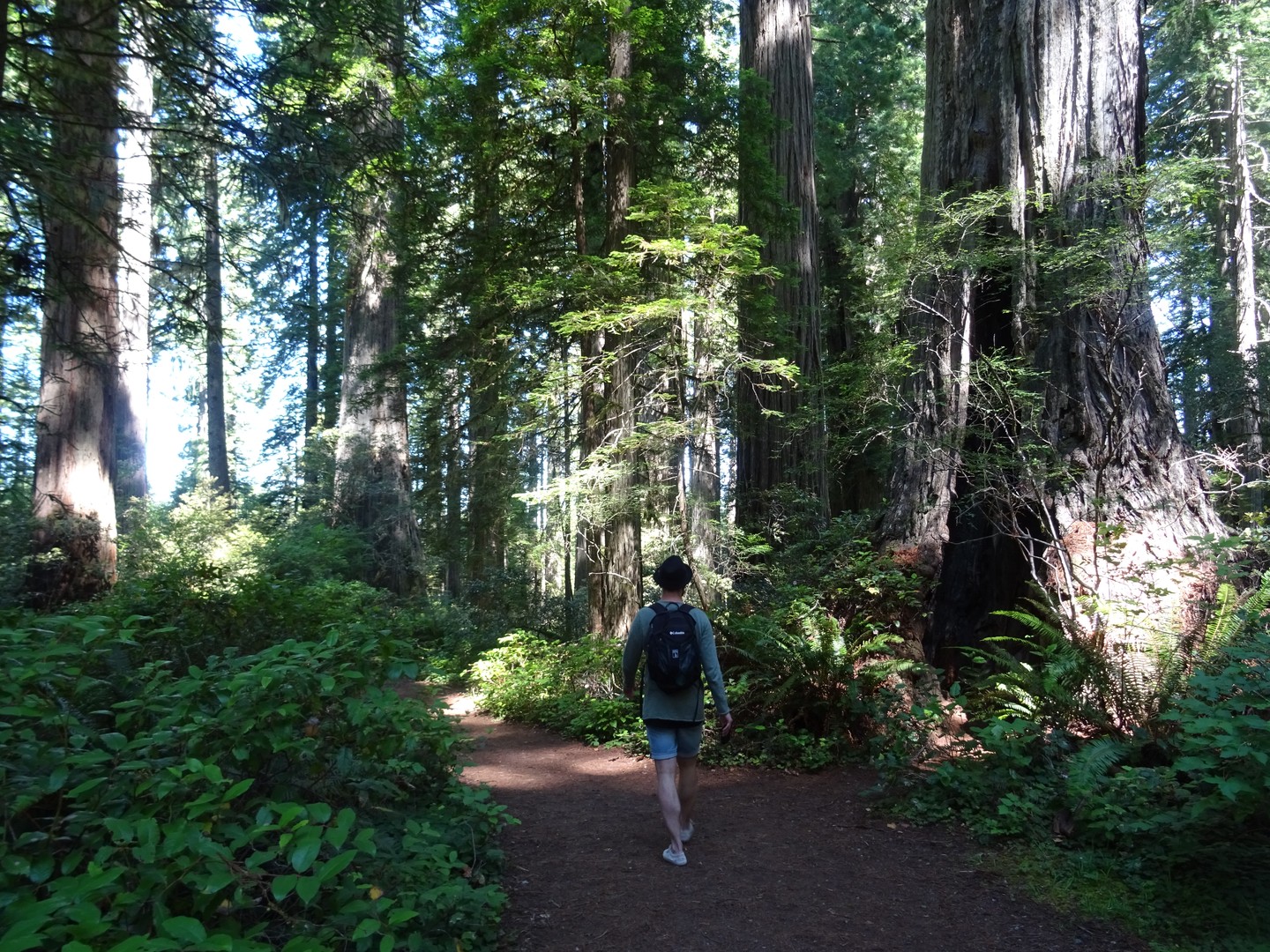Redwood National Park - California - Amerika - Doets Reizen