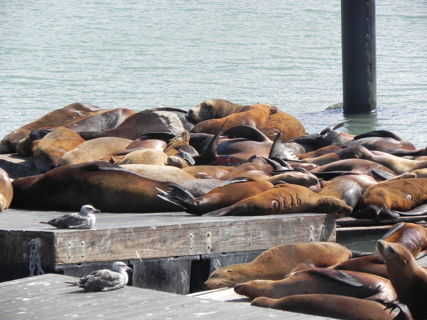 Pier 39 - San Francisco - California - Amerika - Doets Reizen