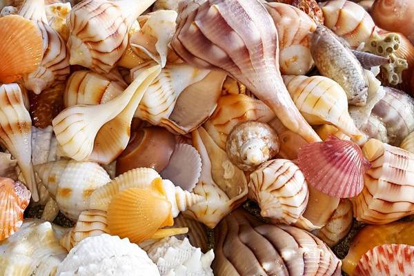 Sanibel Island - Captiva Island - Florida - Doets Reizen