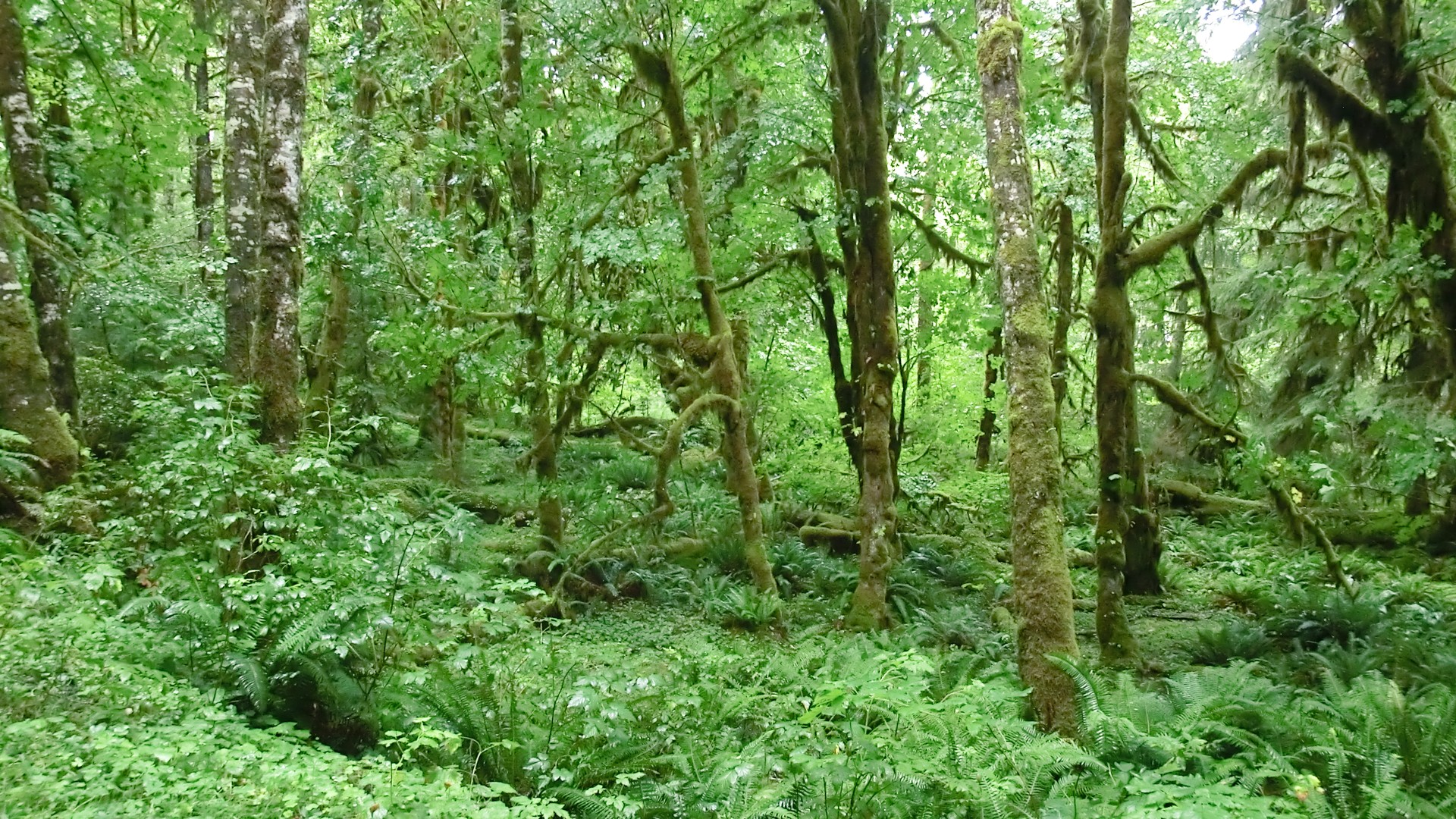 Olympic National Park - Washington State - Doets Reizen