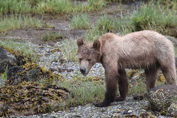 Farewell Harbour Lodge - British Columbia - Canada - Doets Reizen