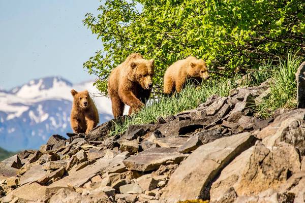 Katmai Wilderness Lodge - Vakantie Alaska - Doets Reizen - Credits to All Alaska Tours and Katmai Wilderness Lodge