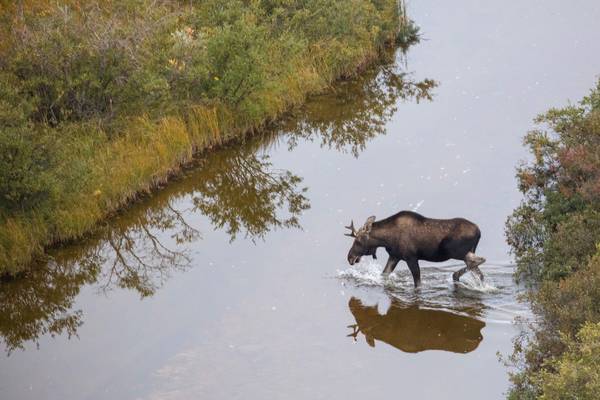 Moose - Manitoba - Canada - Doets Reizen
