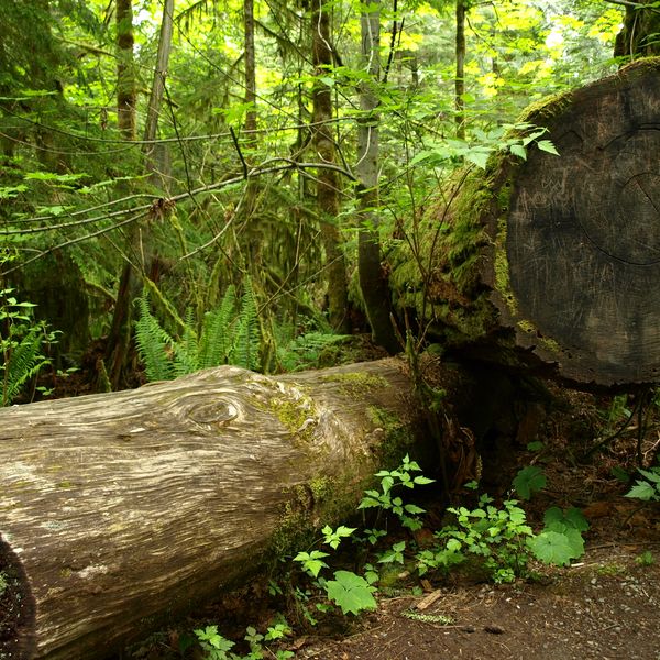 McMIllan Provinciale Park - Cathedral Grove -Vancouver Island - British Columbia - Canada - Doets Reizen