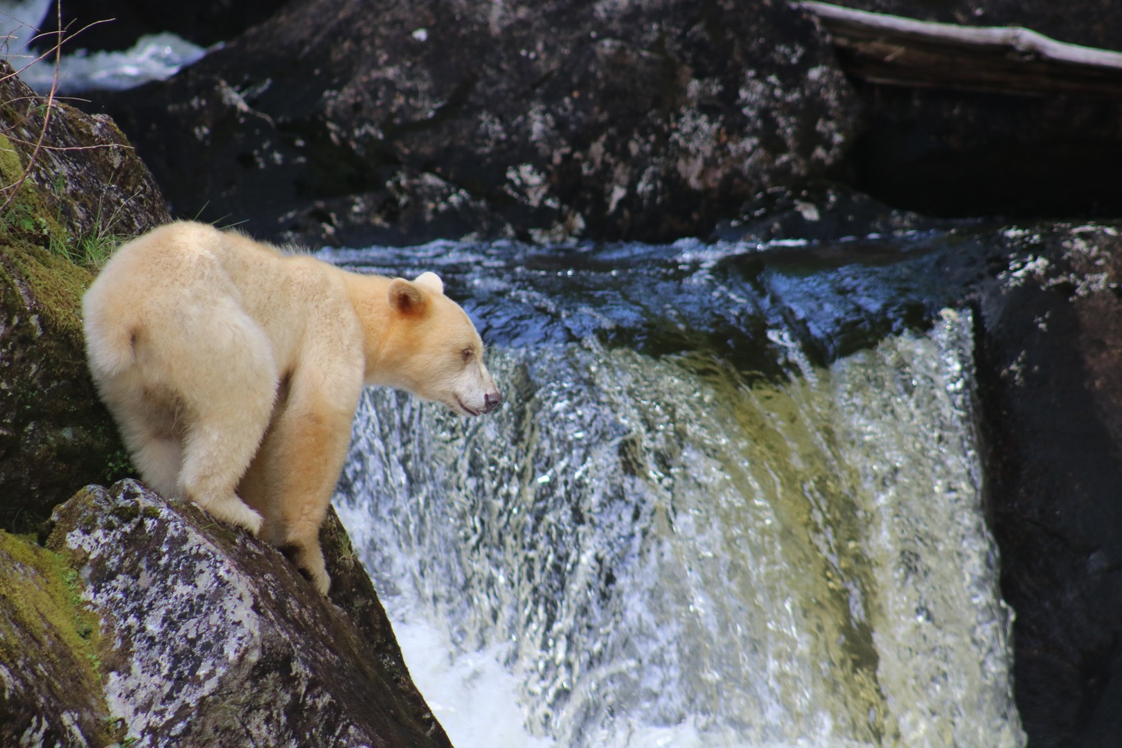 Spirit Bear - Great Bear Rainforest - British Columbia - Canada - Doets Reizen