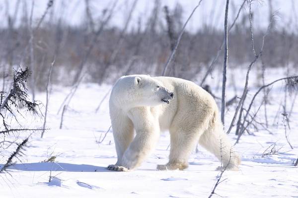 IJsbeer Churchill - Manitoba - Canada - Doets Reizen