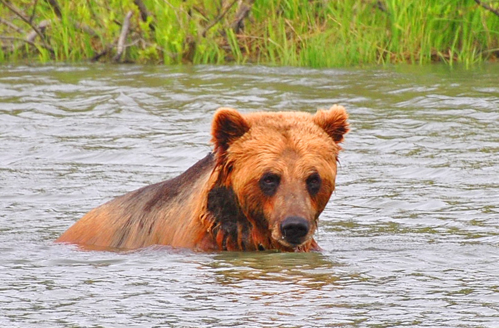 Wildlife Katmai National Park - Alaska - Doets Reizen