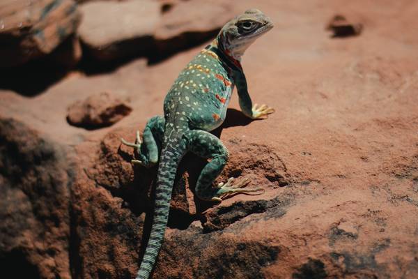 Sedona in Arizona - West Amerika Vakantie