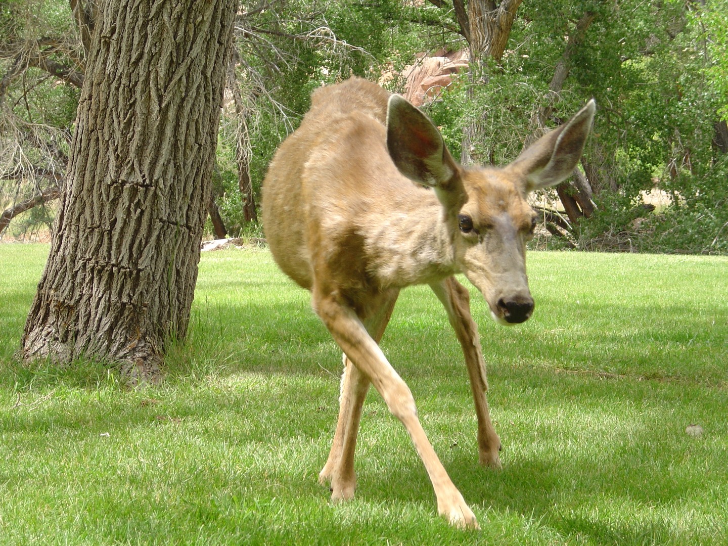 Capitol Reef National Park -  Utah - Doets Reizen