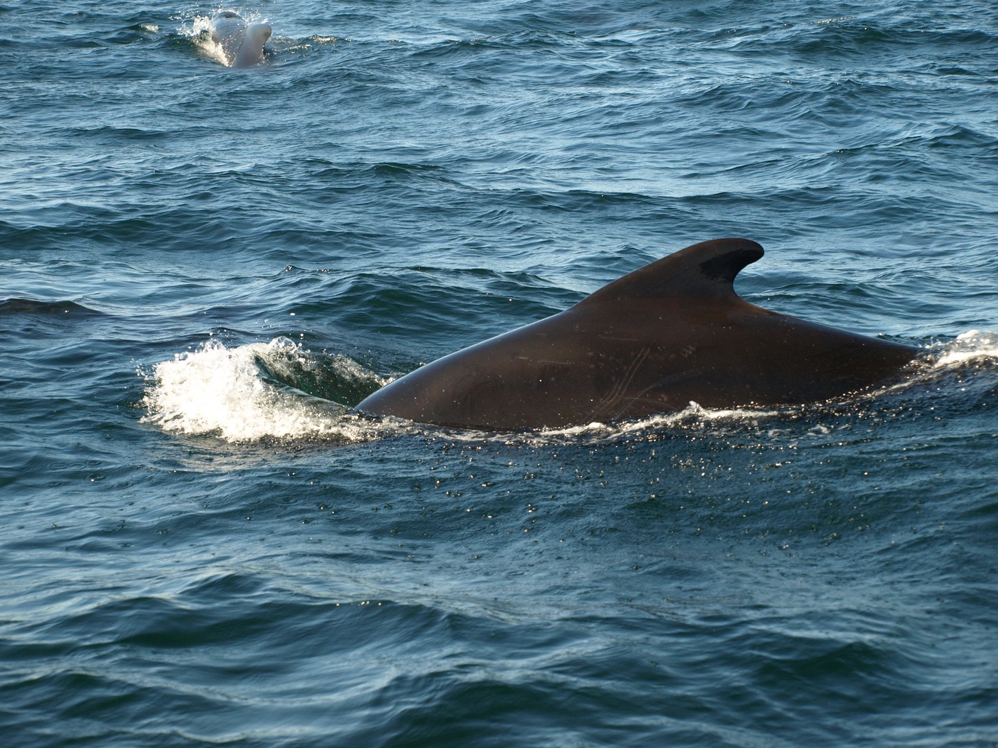 Walvissen spotten - Nova Scotia - Canada - Doets Reizen