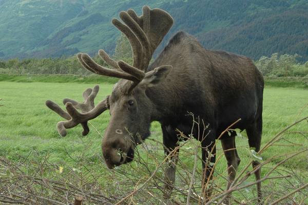 Wildlife Denali National Park - Alaska - Doets Reizen