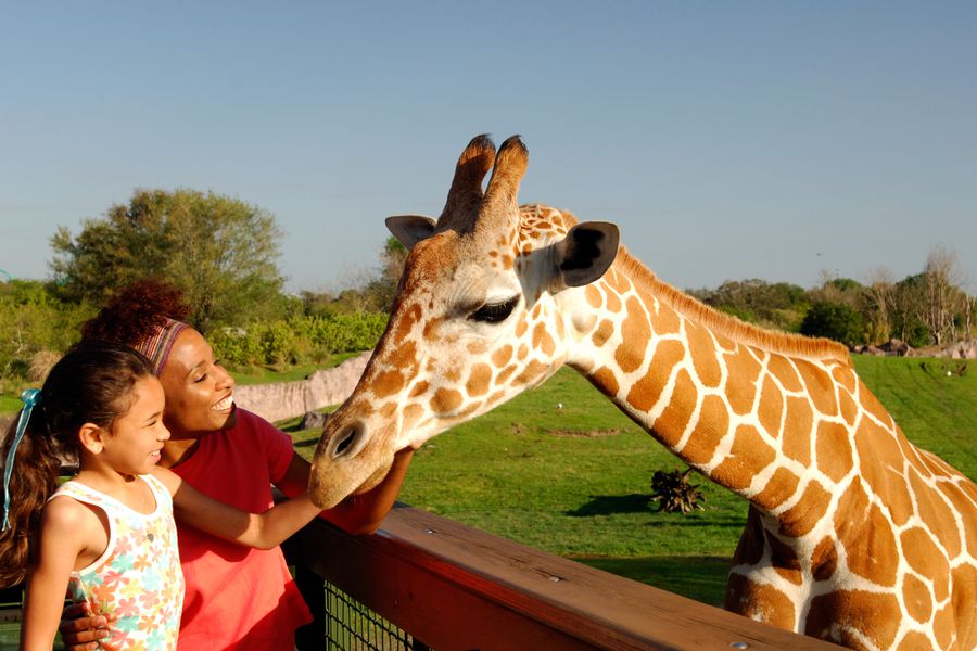 Busch Gardens - Tampa - Florida - Doets Reizen