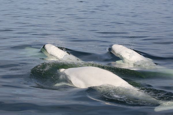 Beluga Churchill - Manitoba - Canada - Doets Reizen