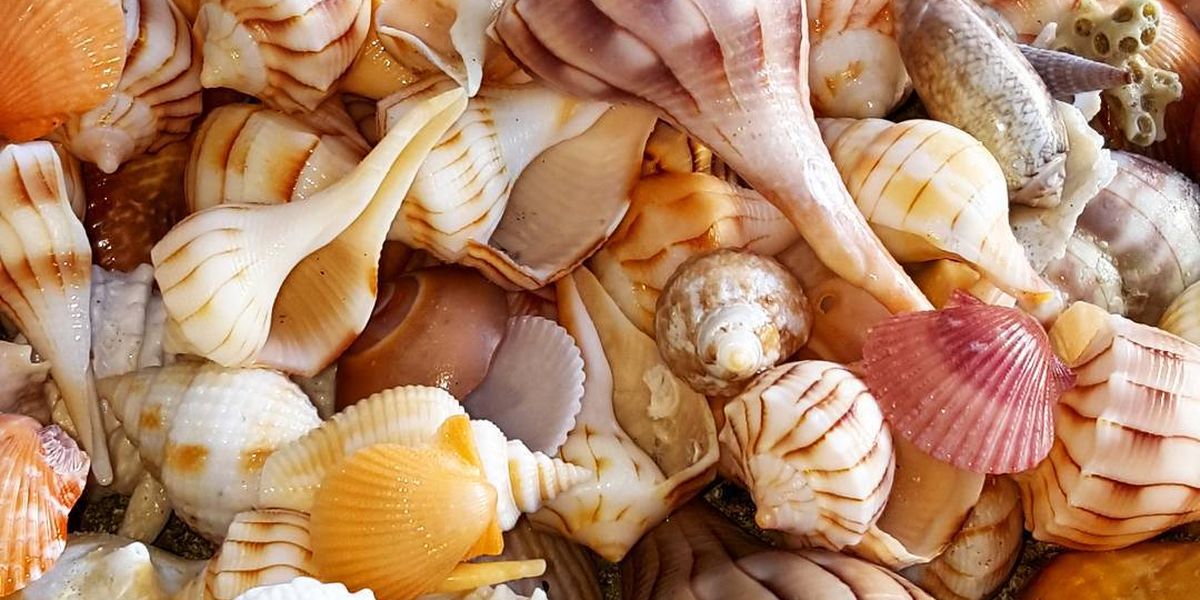 Sanibel Island - Captiva Island - Florida - Doets Reizen