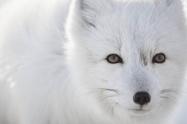 Churchill - Manitoba - Canada - Doets Reizen