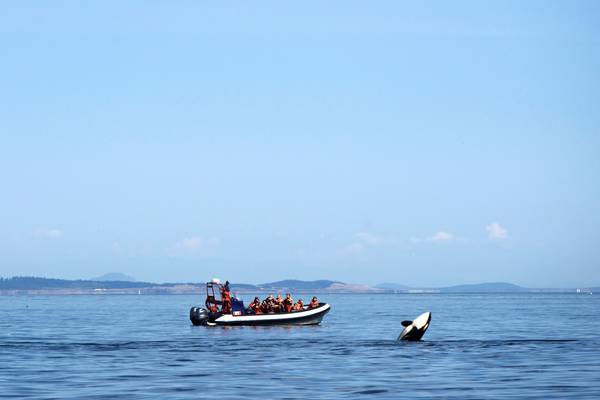 Orka's spotten Victoria - Vancouver Island - British Columbia - Canada - Doets Reizen