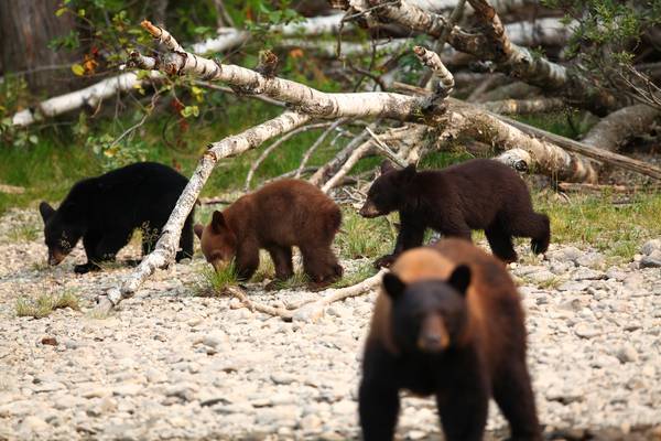 Blue River - Mud Lake - British Columbia - Canada - Doets Reizen