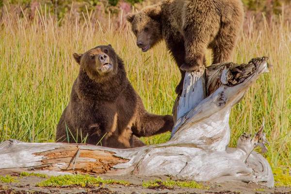 Katmai Wilderness Lodge - Vakantie Alaska - Doets Reizen - Credits to All Alaska Tours and Katmai Wilderness Lodge