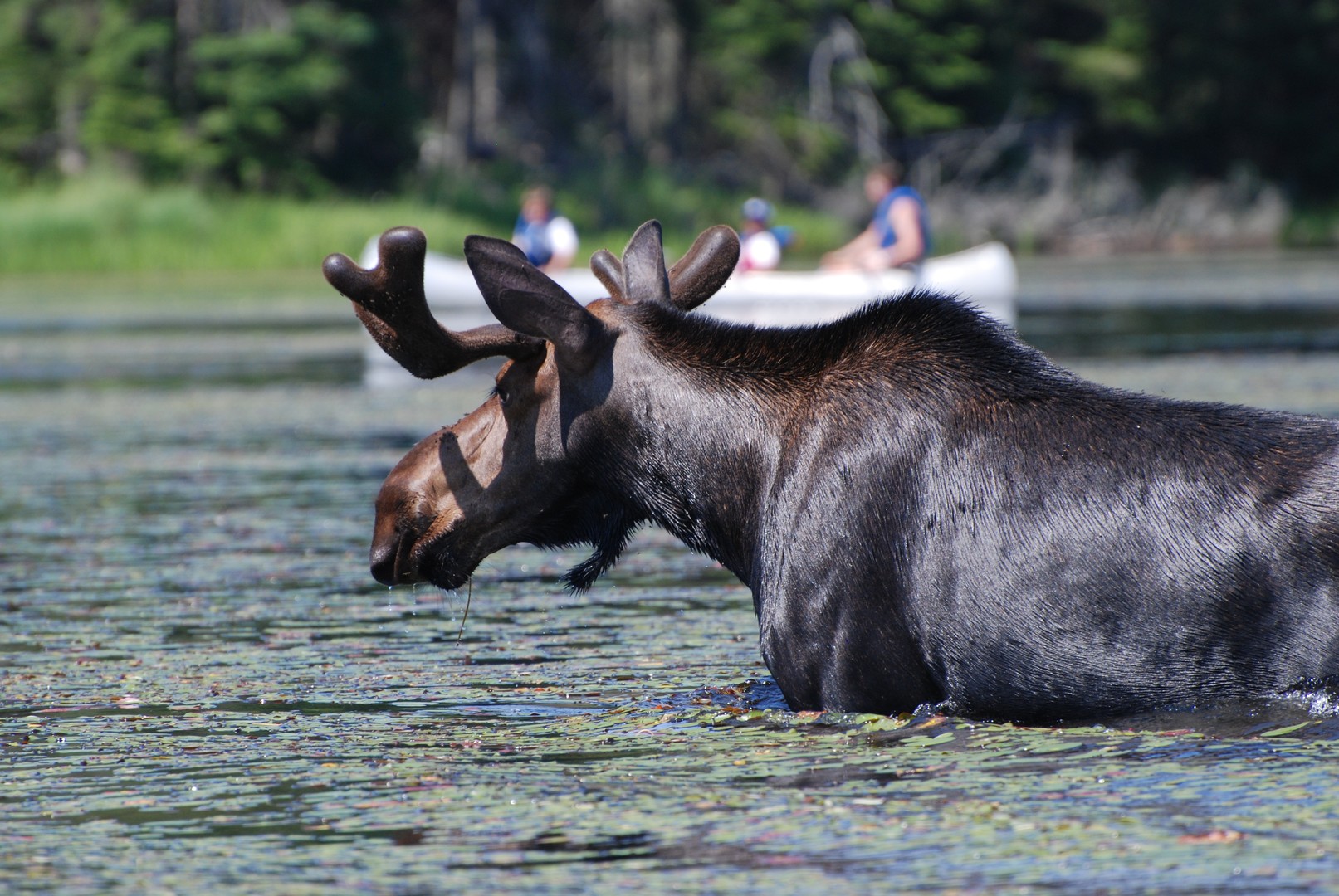 Arowhon Pines Resort - Algonquin Provincial Park - Ontario - Canada - Doets Reizen