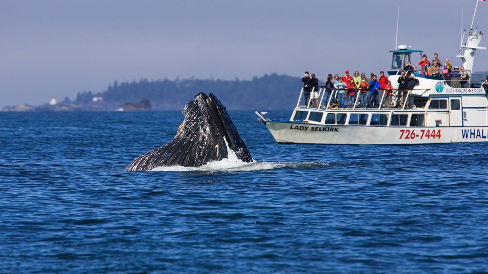 Wildlife - British Columbia - Canada - Doets Reizen