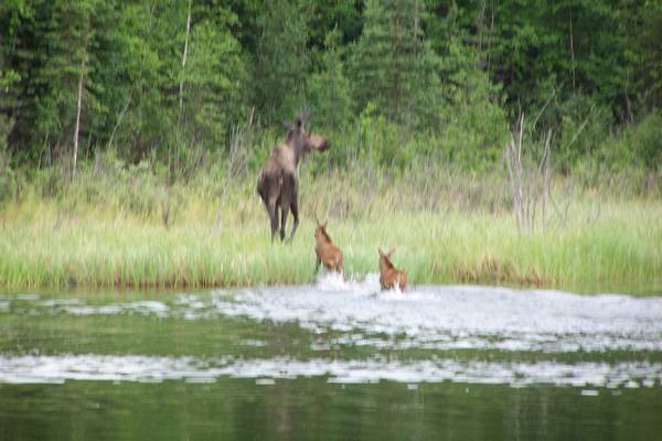 Wildlife Denali National Park - Alaska - Doets Reizen