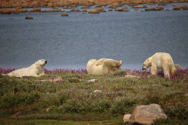 IJsbeer Churchill - Manitoba - Canada - Doets Reizen