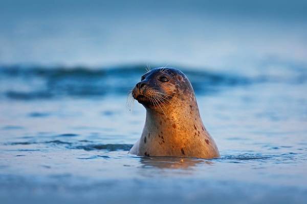 Big five - Doets Reizen - Vakantie Zweden - Credits Visit Sweden