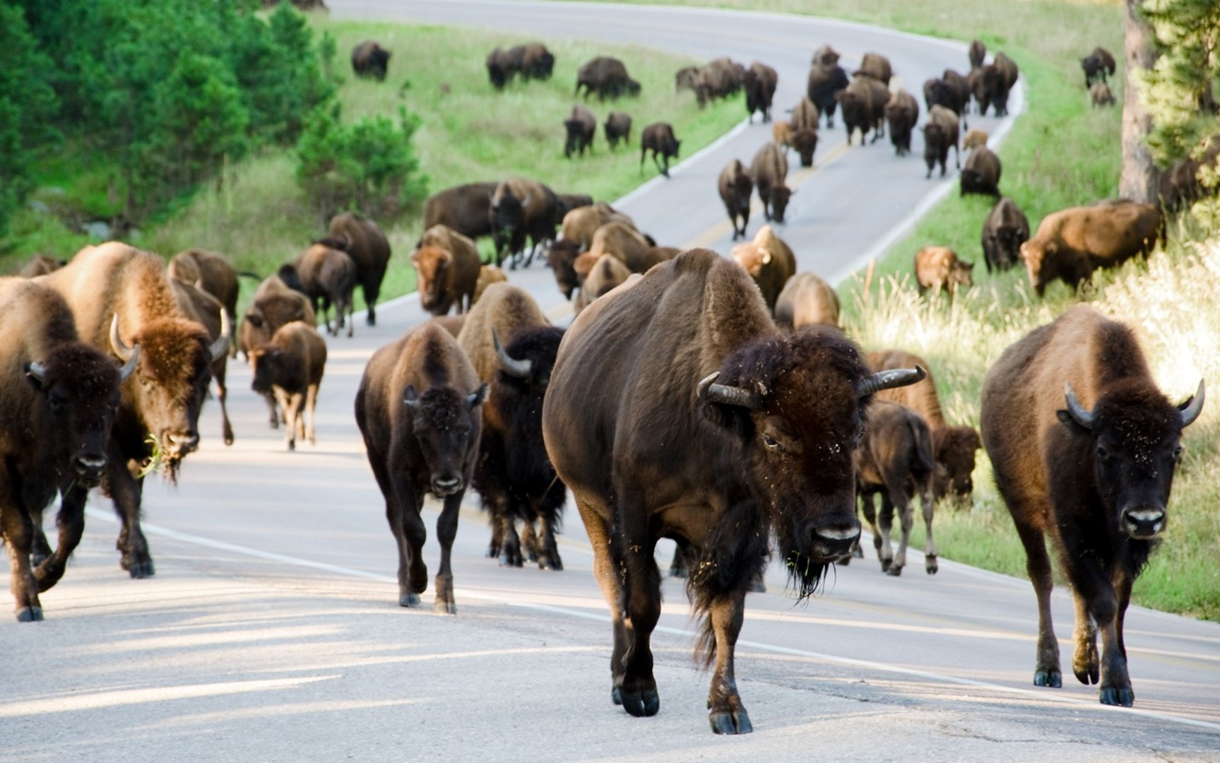 Custer State Park - South Dakota - Amerika - Doets Reizen