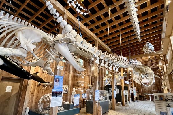 WIC in Telegraph Cove - Credit WIC