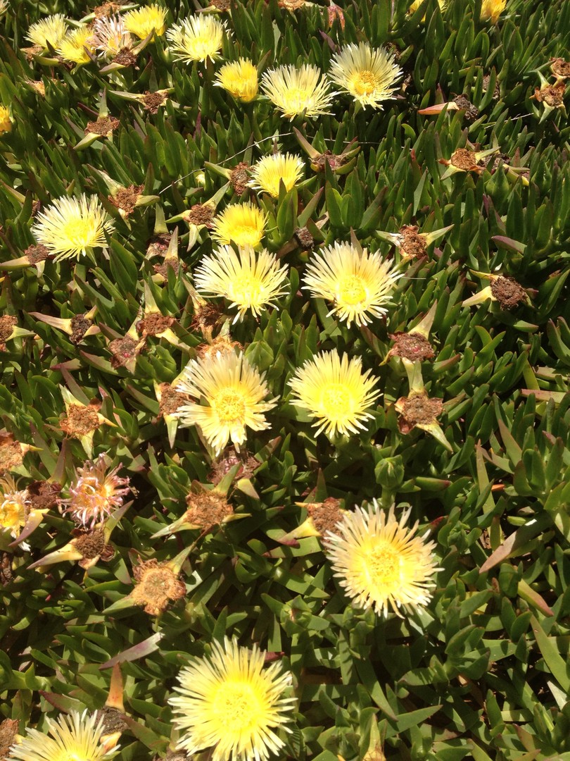 Santa Barbara - California - Amerika - Doets Reizen