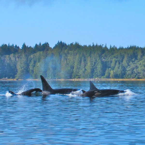 Clayoquot Wilderness Lodge 1