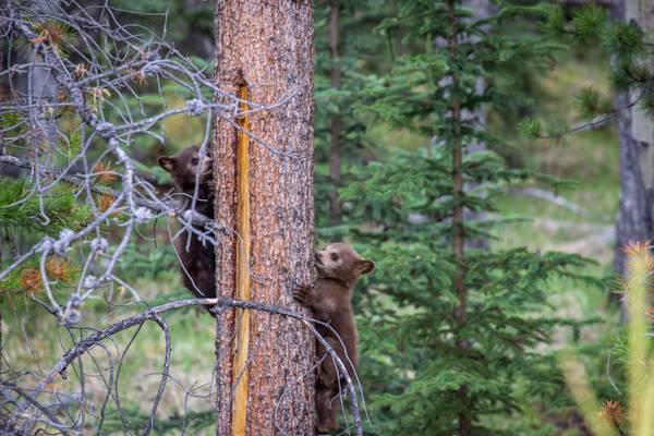 Jasper National Park Wildlife - Alberta - Canada - Doets Reizen
