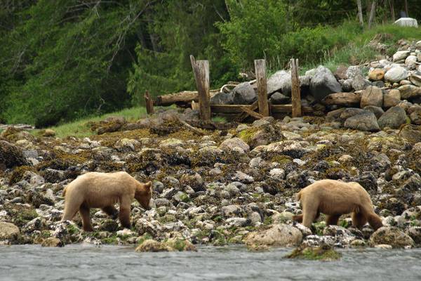 Knight Inlet Lodge - British Columbia - Canada - Doets Reizen