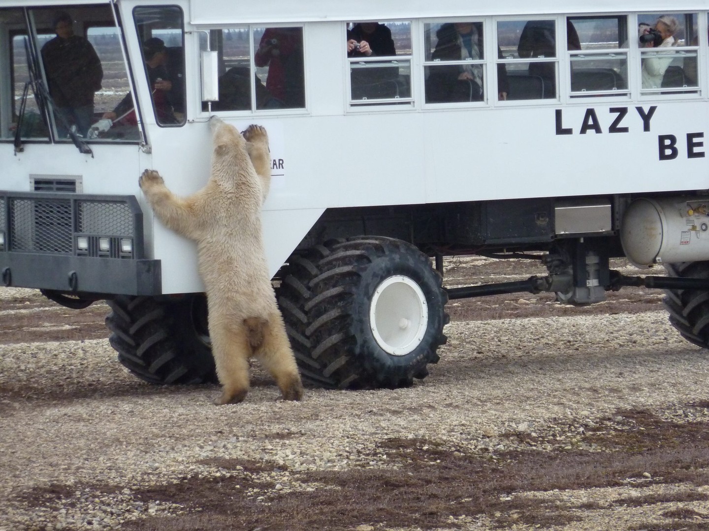 IJsbeer Churchill - Manitoba - Canada - Doets Reizen