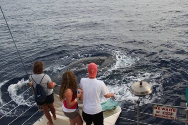 Shark Cage Tour - Oahu - Hawaii - Doets Reizen