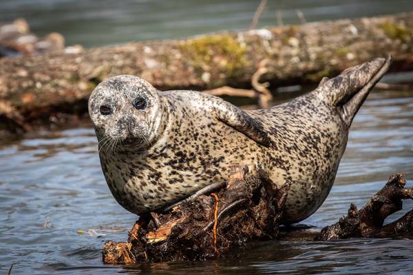 Spirit Bear Lodge - Doets Reizen - Canada - Vancouver Island