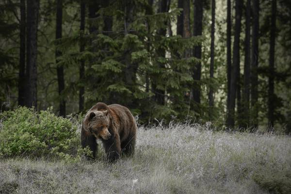 Grizzly Bear - Jasper National Park - Doets Reizen - Jeff Bartlett @photojbartlett
