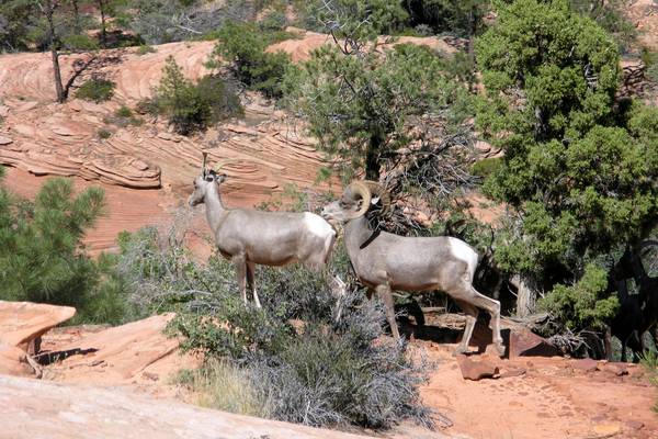 Zion National Park - Utah - Doets Reizen