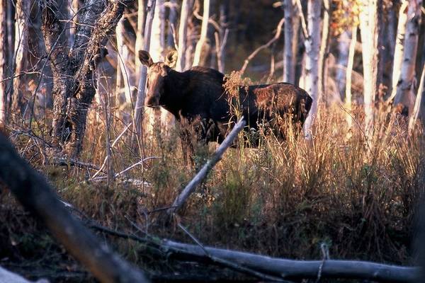 Indian Summer - Mont Tremblanc - Quebec - Canada - Doets Reizen