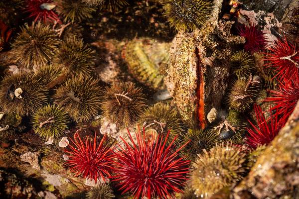 Spirit Bear Lodge - Great Bear Rainforest - British Columbia - Canada - Doets Reizen