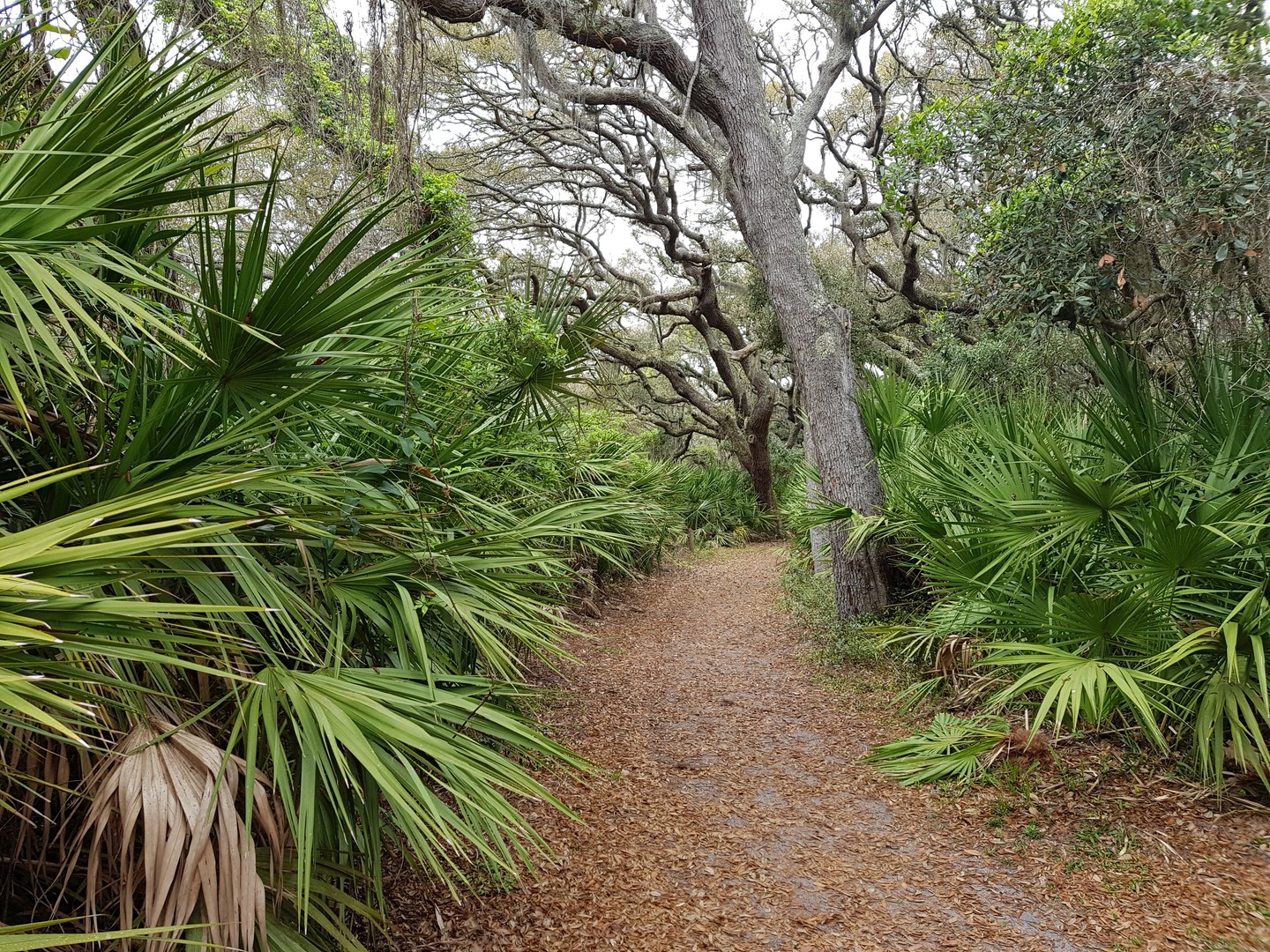 Cumberland Island National Seashore - Georgia - Amerika - Doets Reizen