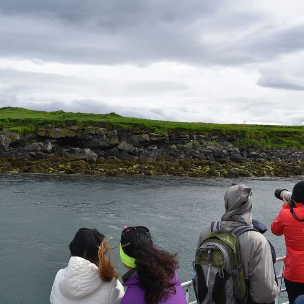 Classic Puffin Watching Reykjavik - IJsland - Doets Reizen - credits: Elding