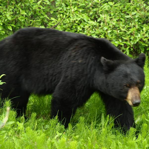 Jasper National Park Wildlife - Alberta - Canada - Doets Reizen