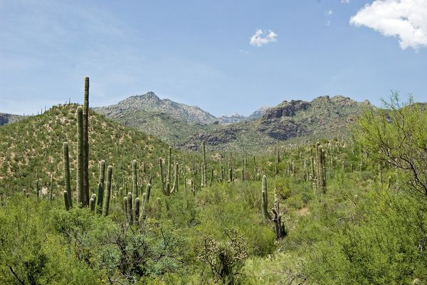 Sabino Canyon - Tucson - Arizona - Doets Reizen