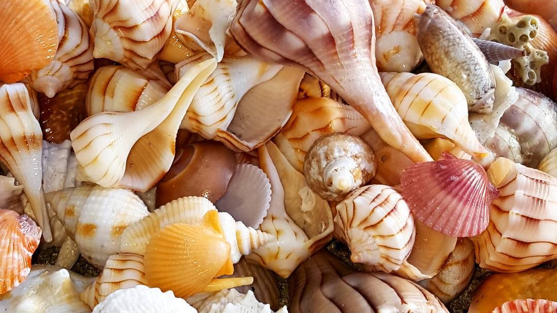 Sanibel Island - Captiva Island - Florida - Doets Reizen